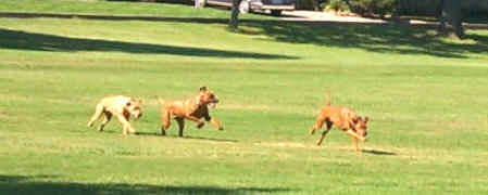 Sady, Shiloh & Shana - Follow the Leader!!!