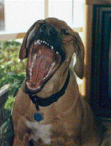 Ozzy says, 'Aaaaahhhhhh, What-Ever!!!'